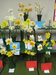 A display of daffodils